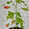 Abutilon (x) érable de maison