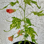 Abutilon (x) érable de maison