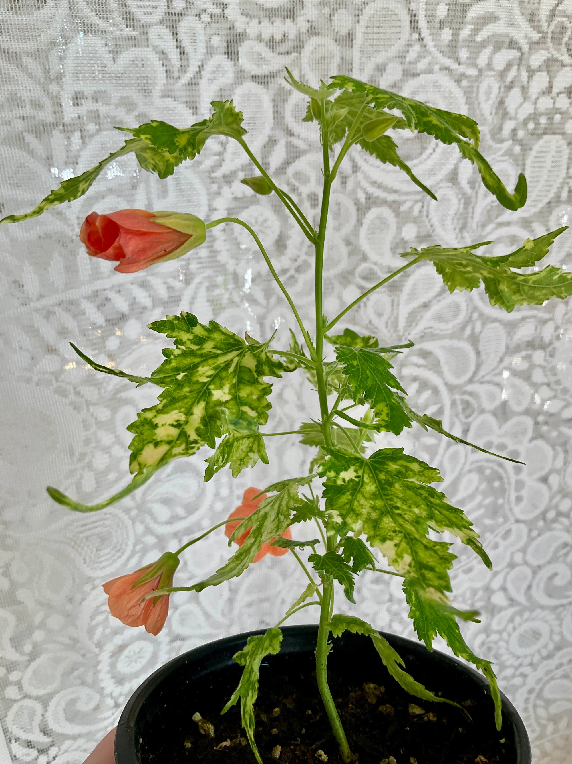 Abutilon (x) érable de maison