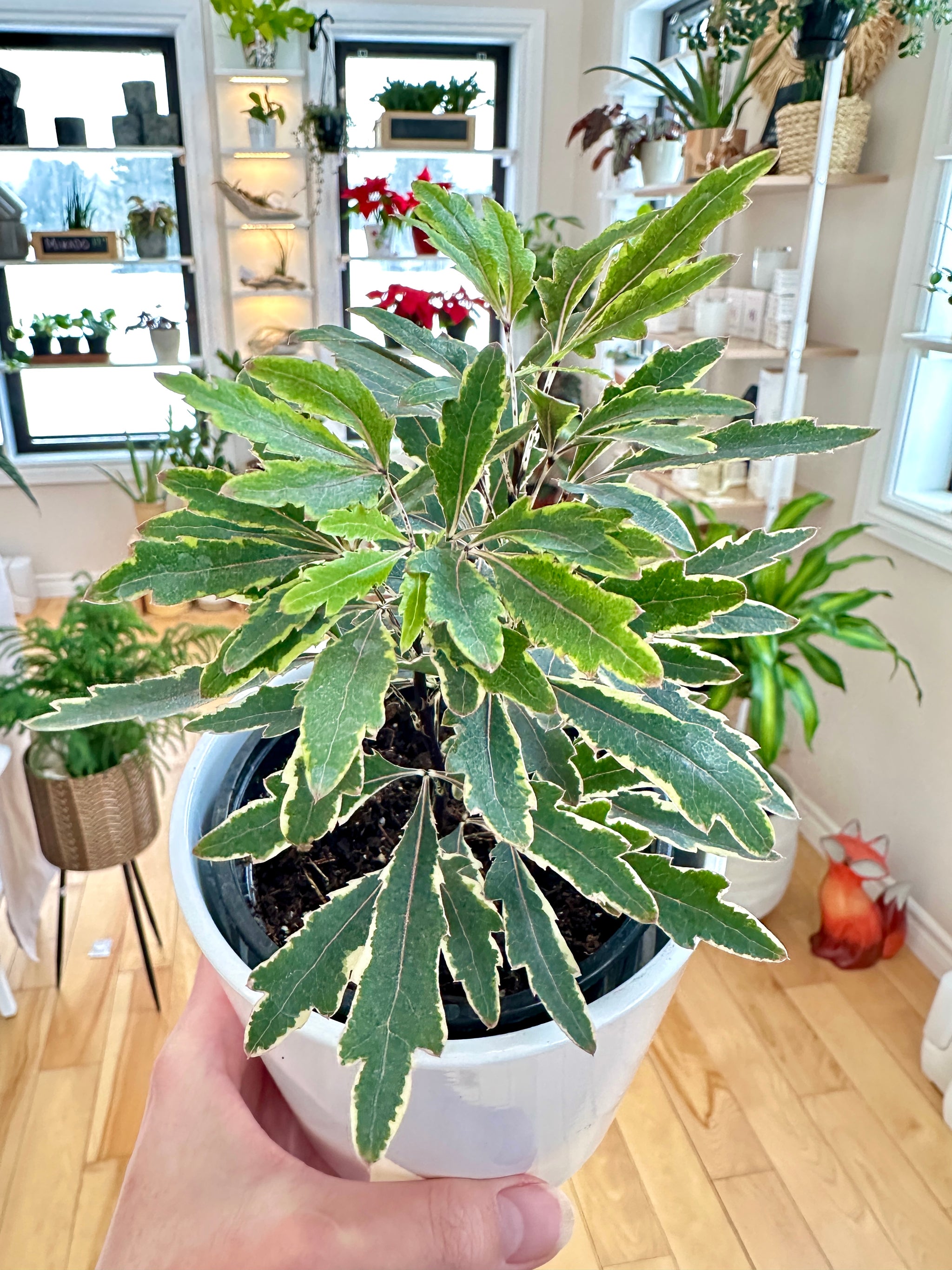 Dizygotheca Elegantissima