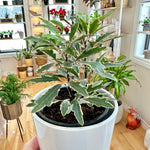 Dizygotheca Elegantissima