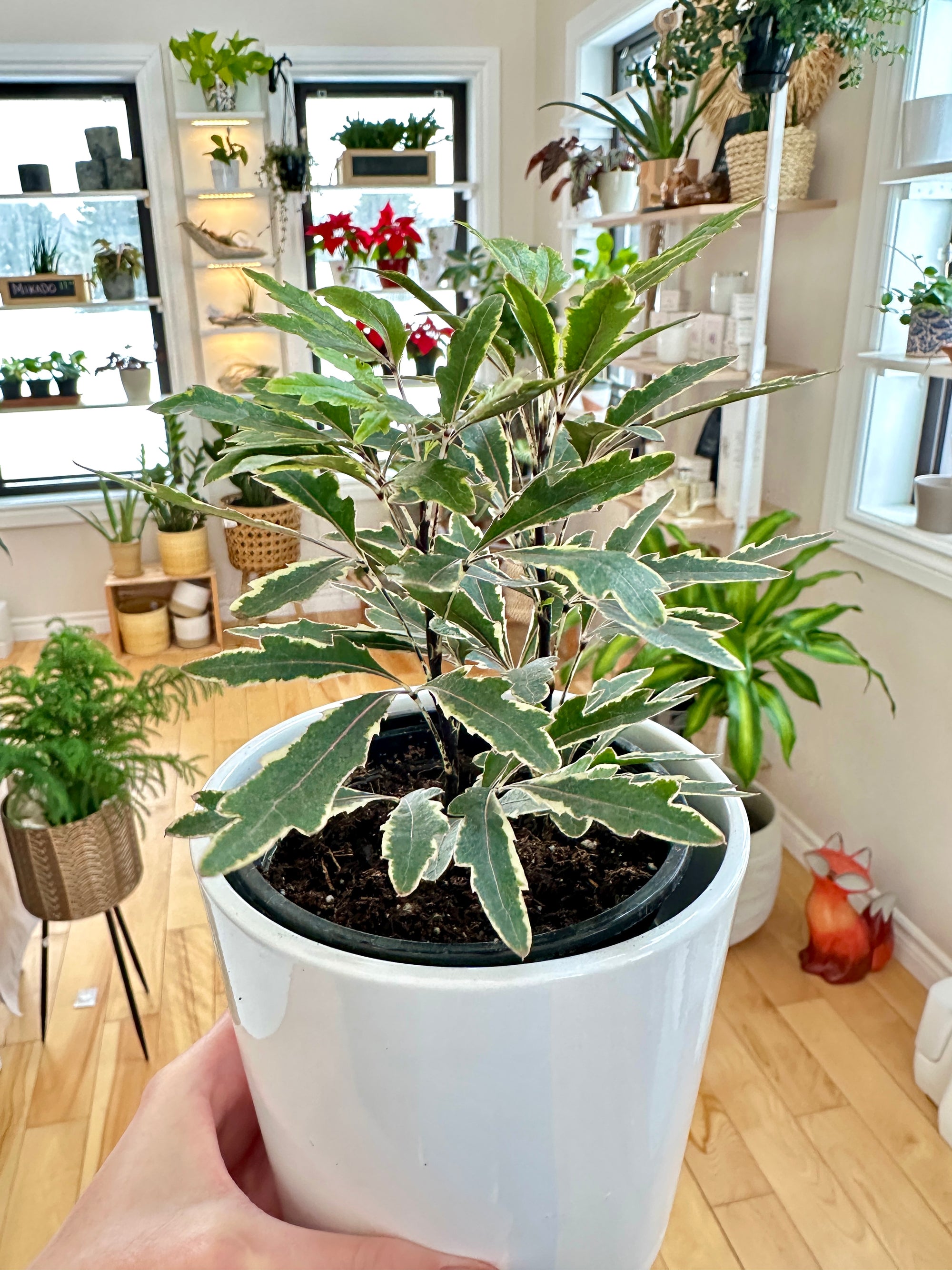 Dizygotheca Elegantissima