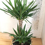 Yucca elephantipes