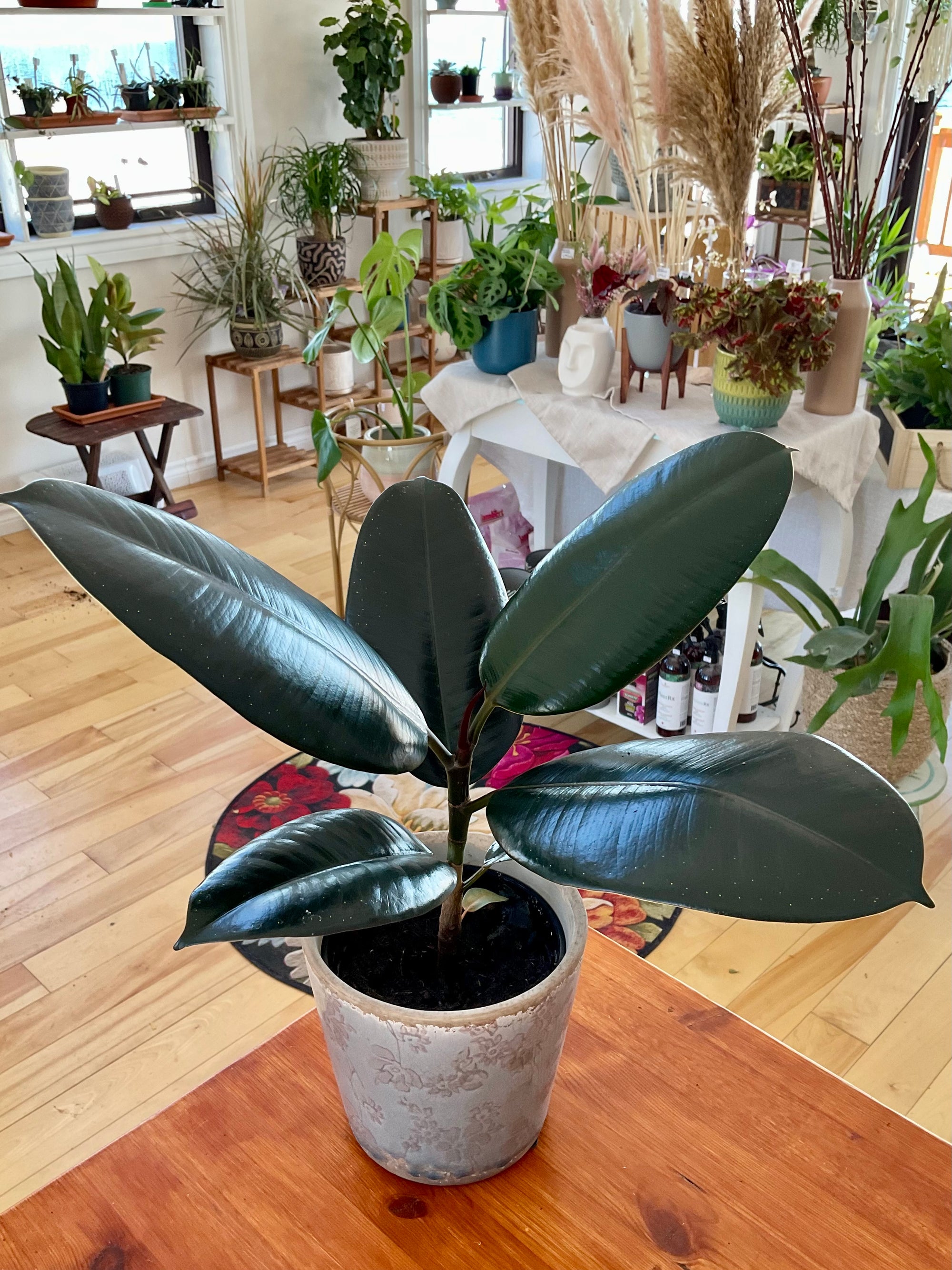Ficus elastica 'Burgundy'