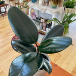 Ficus elastica 'Burgundy'