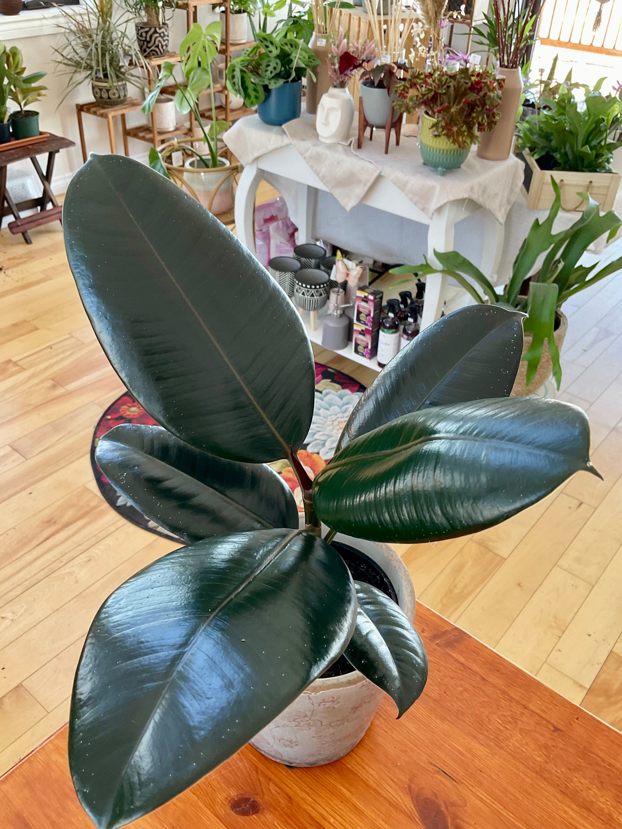 Ficus elastica 'Burgundy'