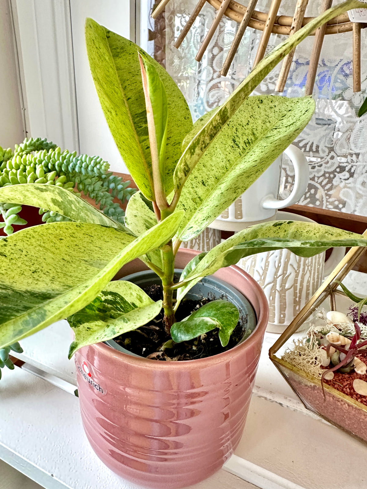 Ficus elastica Shivereana Moonshine