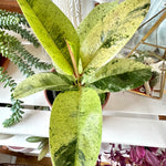 Ficus elastica  Shivereana Moonshine