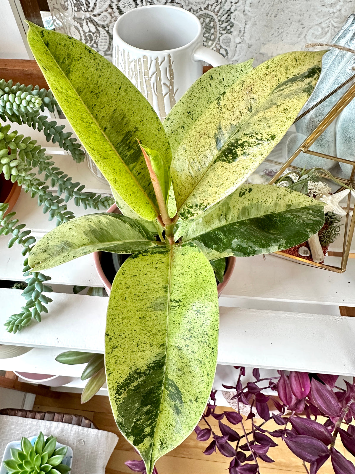 Ficus elastica  Shivereana Moonshine