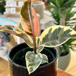 Ficus elastica Tineke