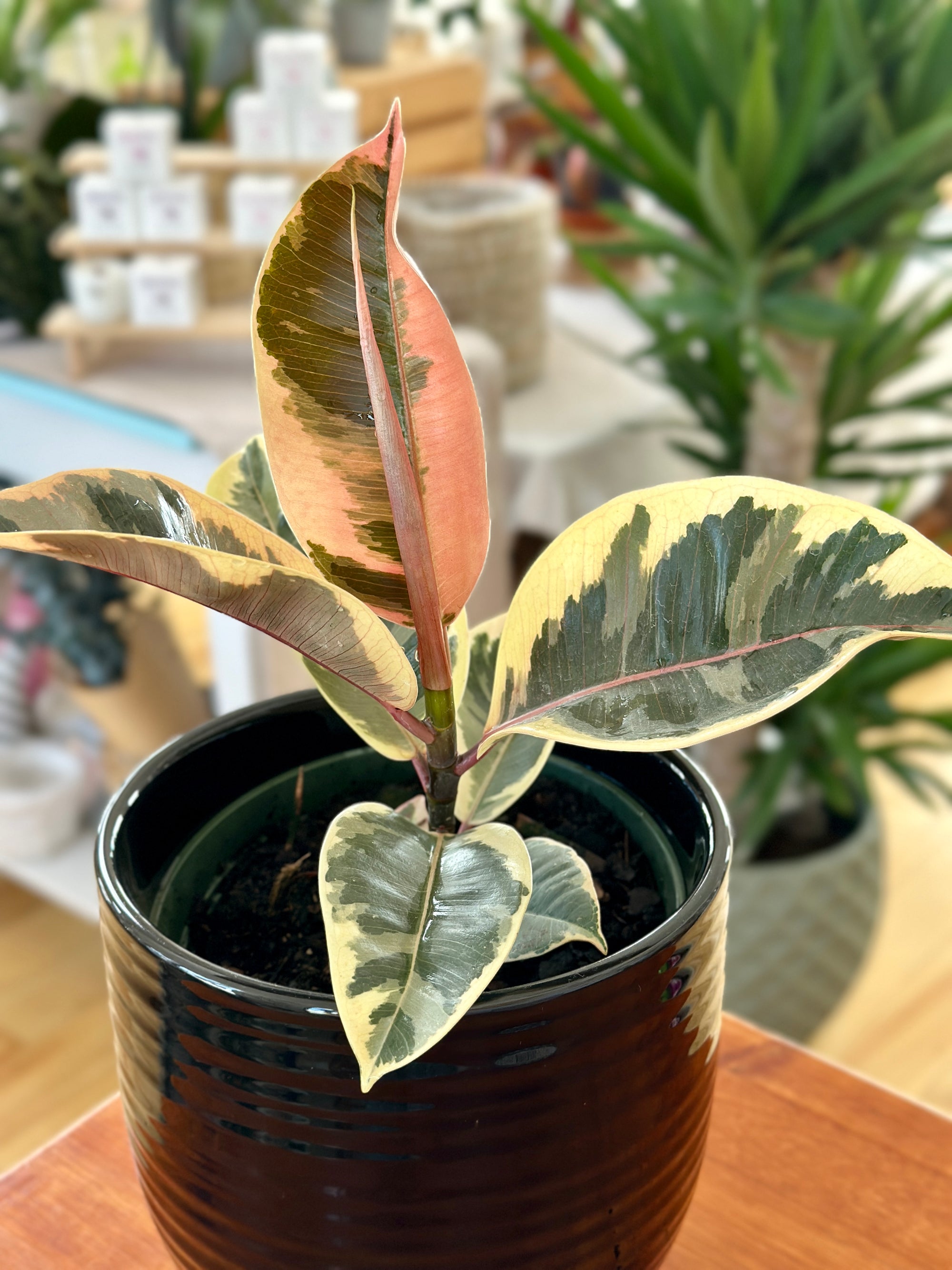 Ficus elastica Tineke