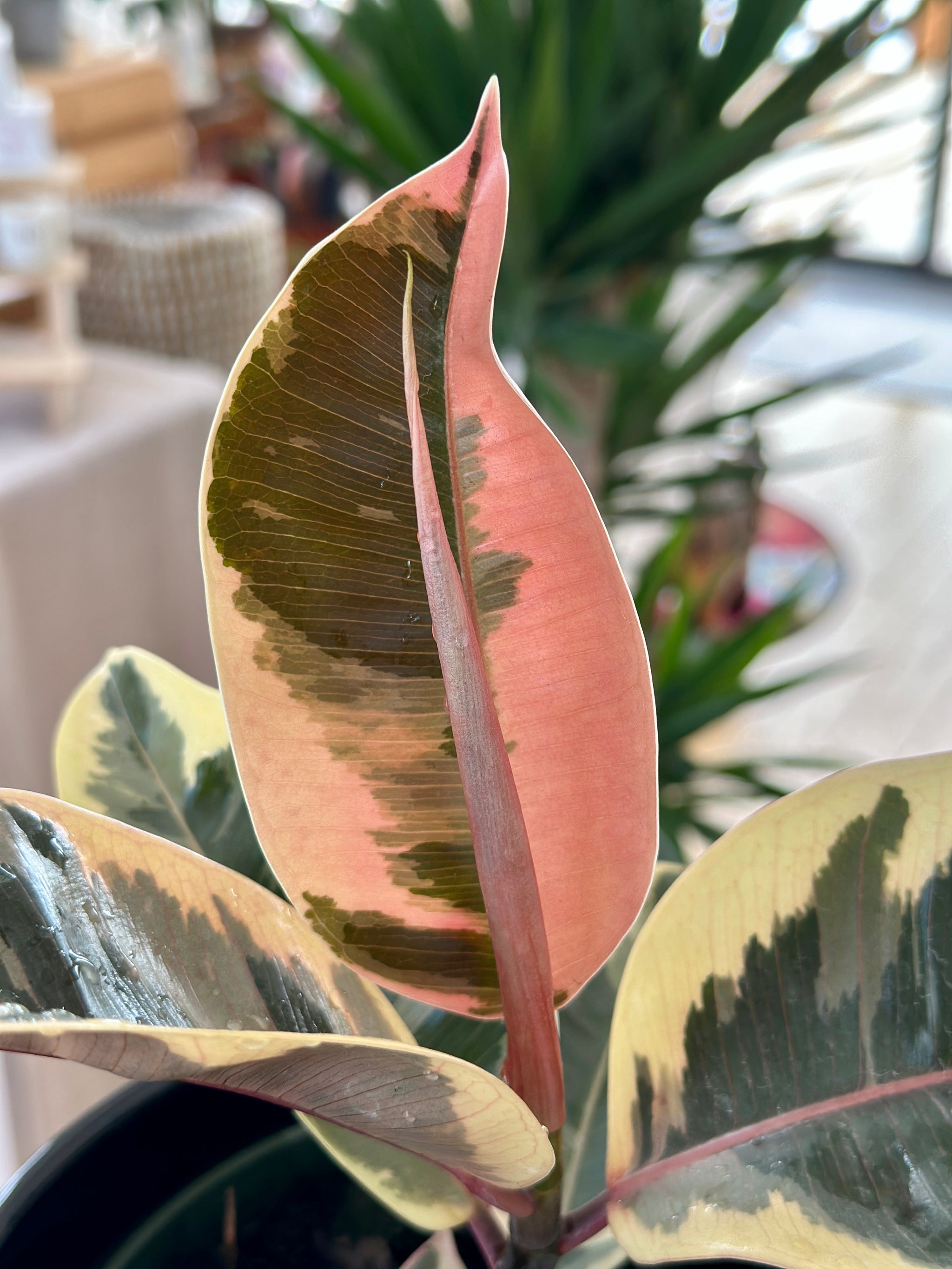 Ficus elastica Tineke