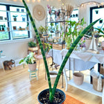 Dracaena bacularis 'Mikado'