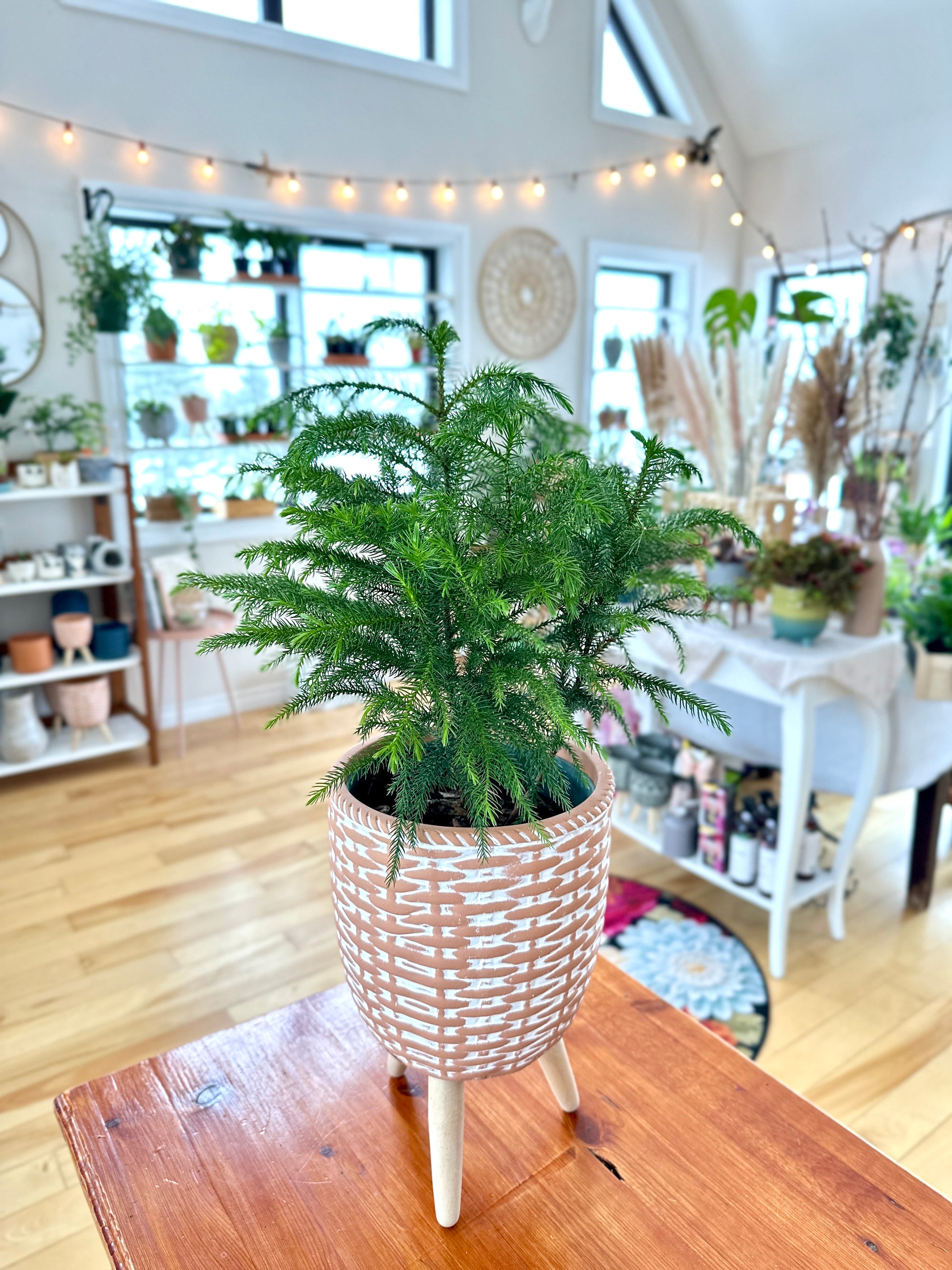 Araucaria ‘Pin de Norfolk’