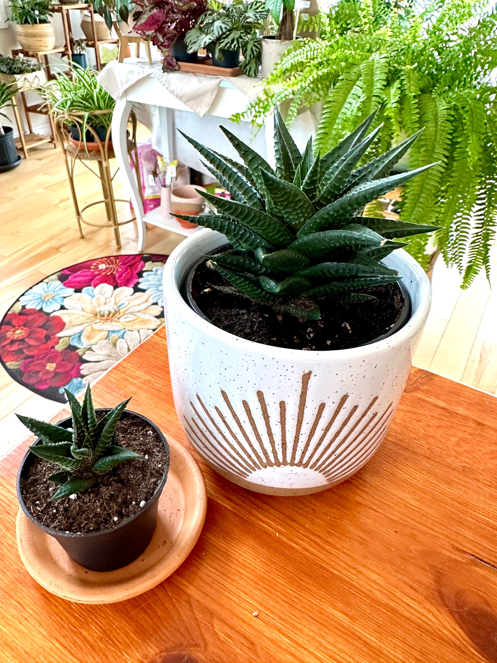 Haworthia limifolia