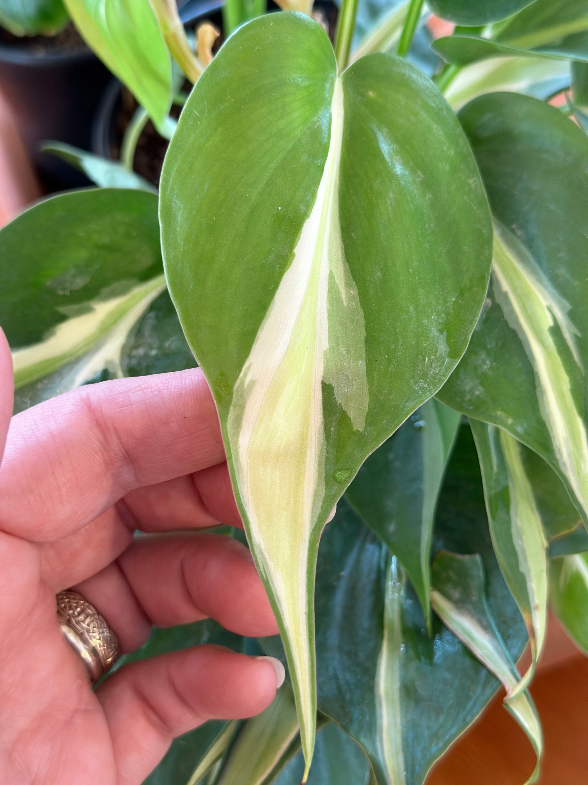 Philodendron hederaceum 'Rio'