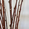 Salix Discolor naturel 'pussy willows'