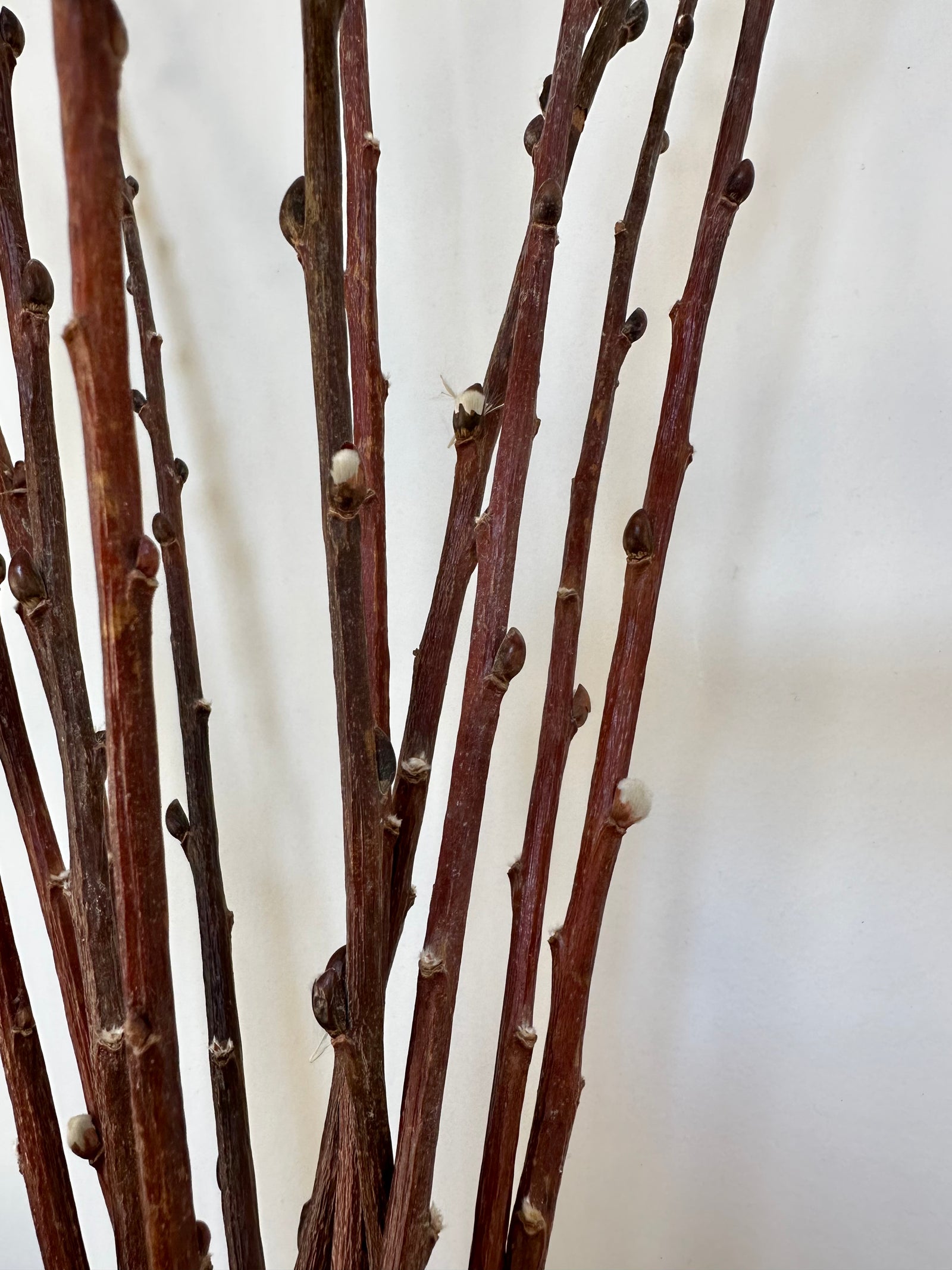 Salix Discolor naturel 'pussy willows'