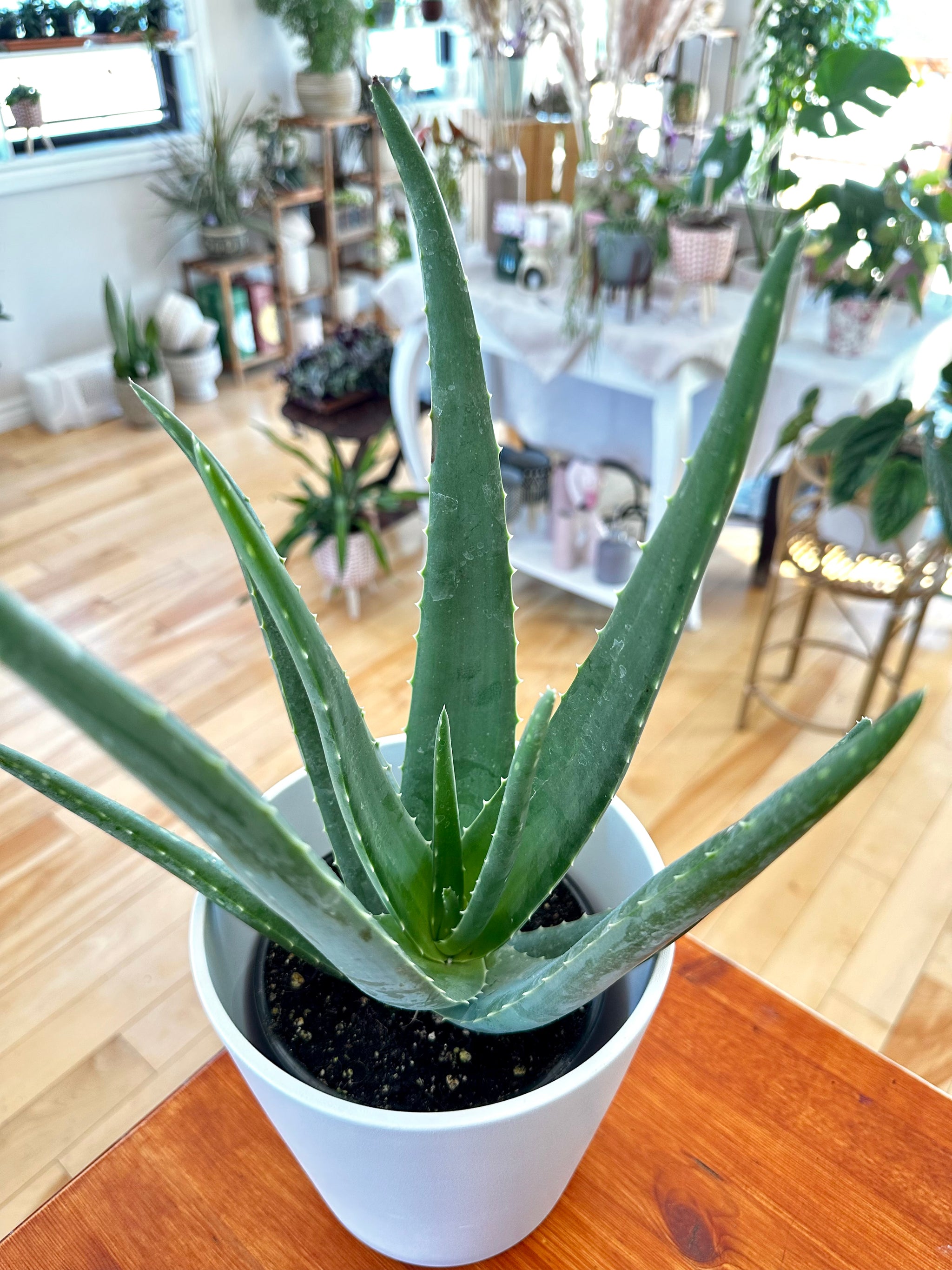 Aloe vera