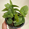 Fittonia Argyroneura