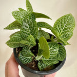 Fittonia Argyroneura