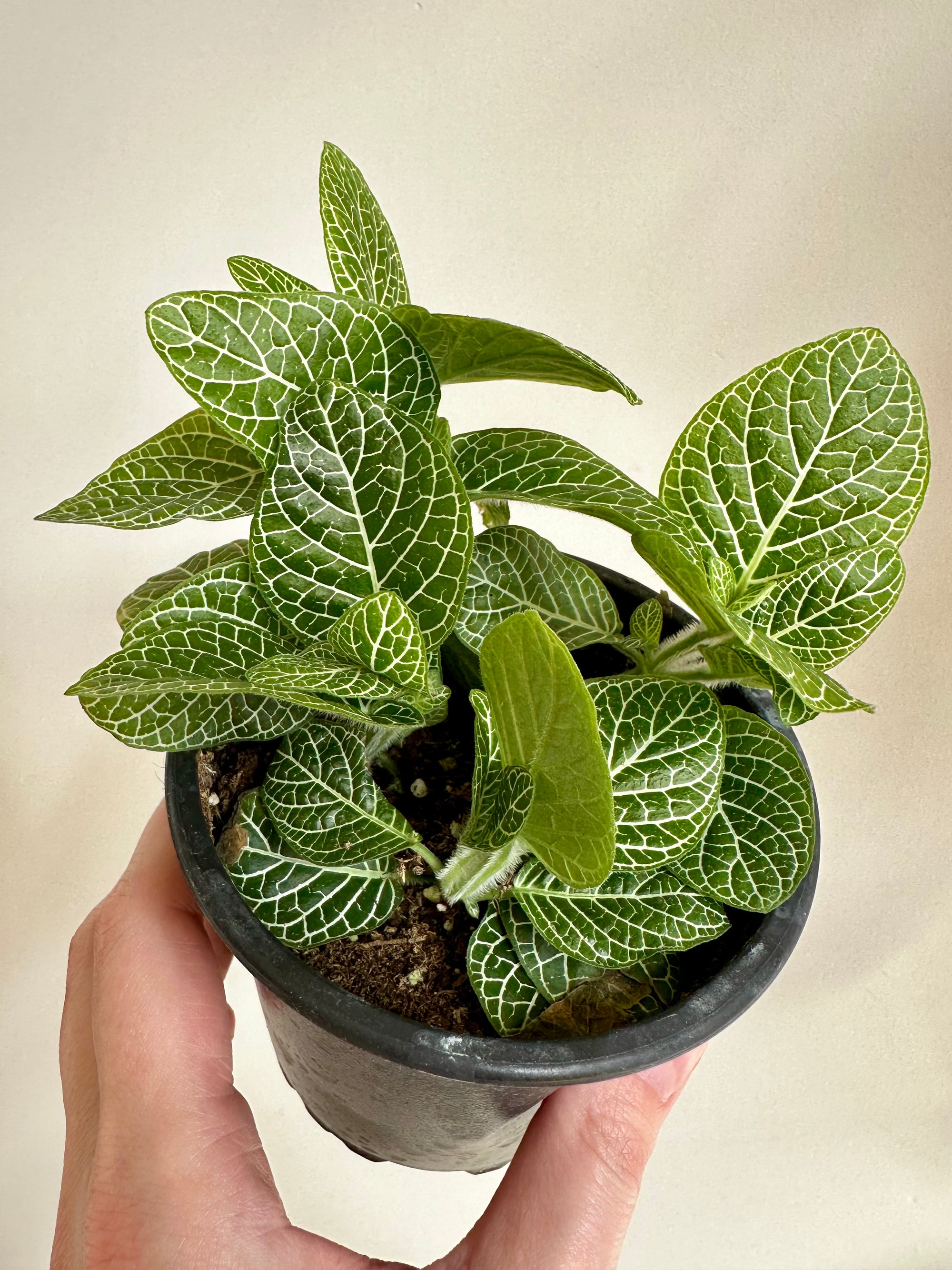 Fittonia Argyroneura