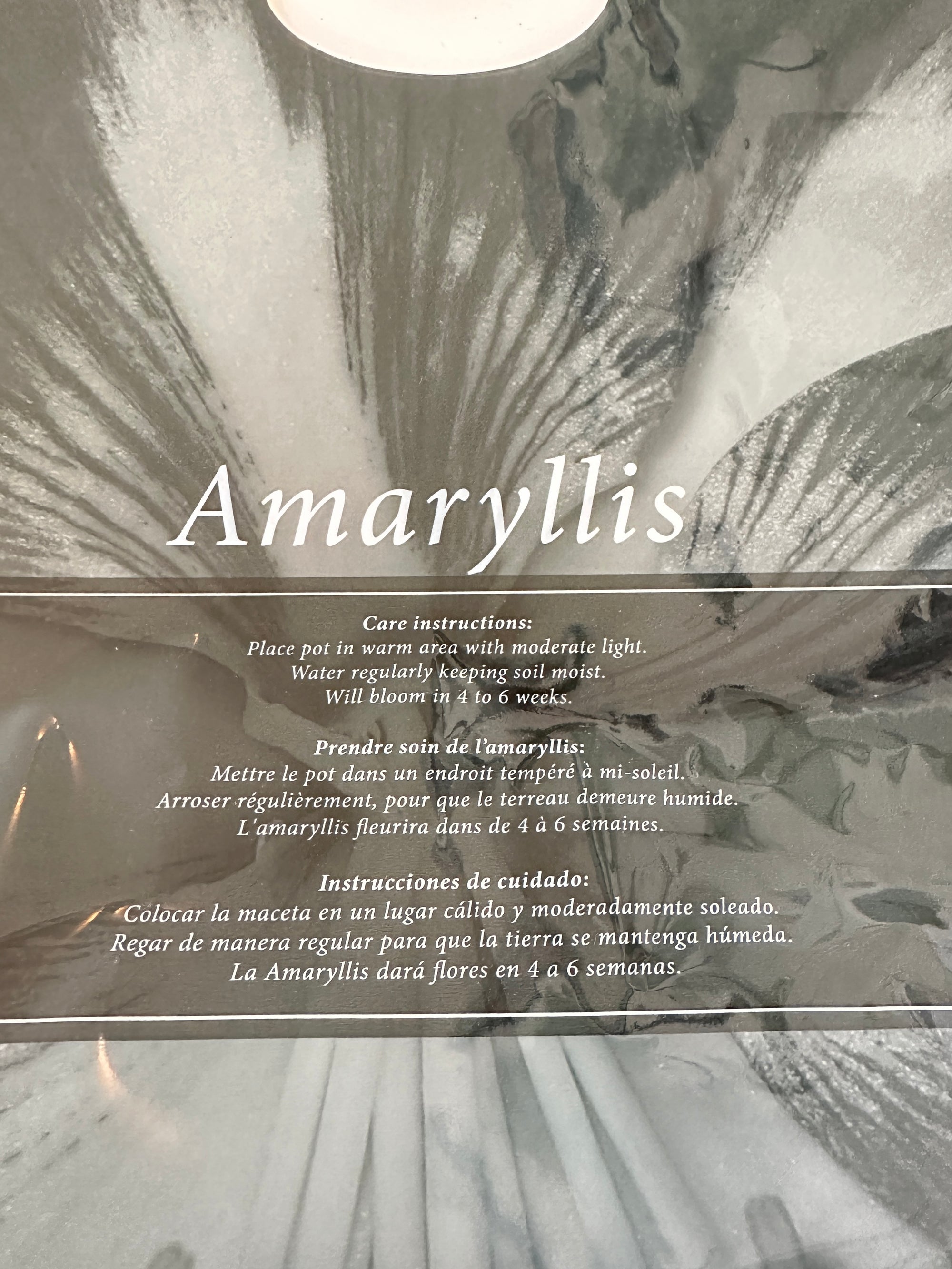 Amaryllis