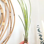 Tillandsia (large)