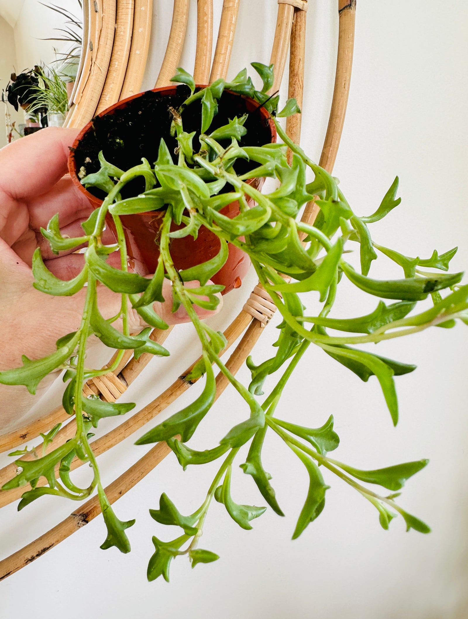 Senecio Peregrinus 'String of Dolphins'