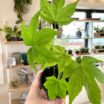 Abutilon (x) érable de maison
