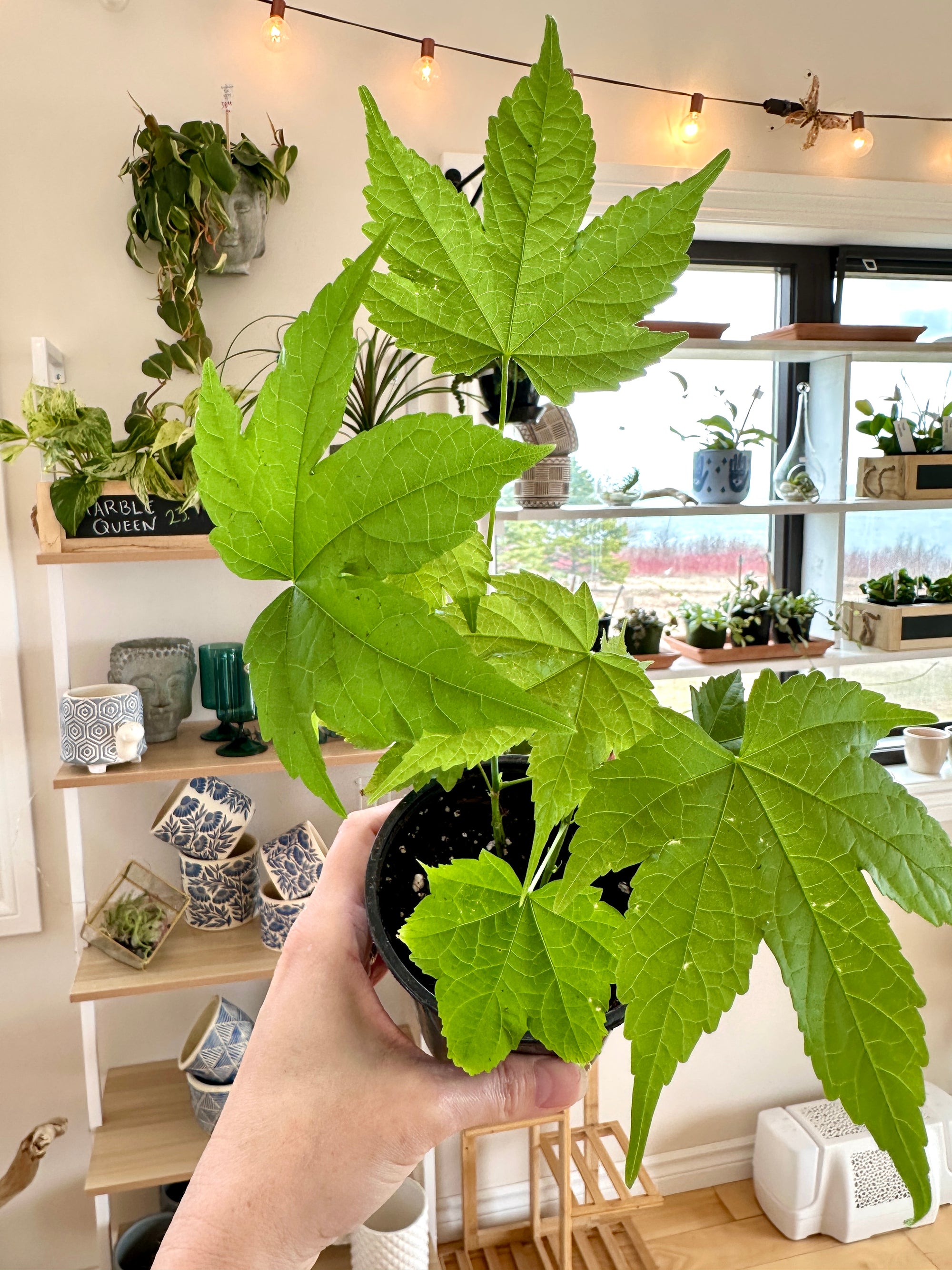 Abutilon (x) érable de maison
