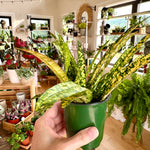 Croton 'Gold Star'