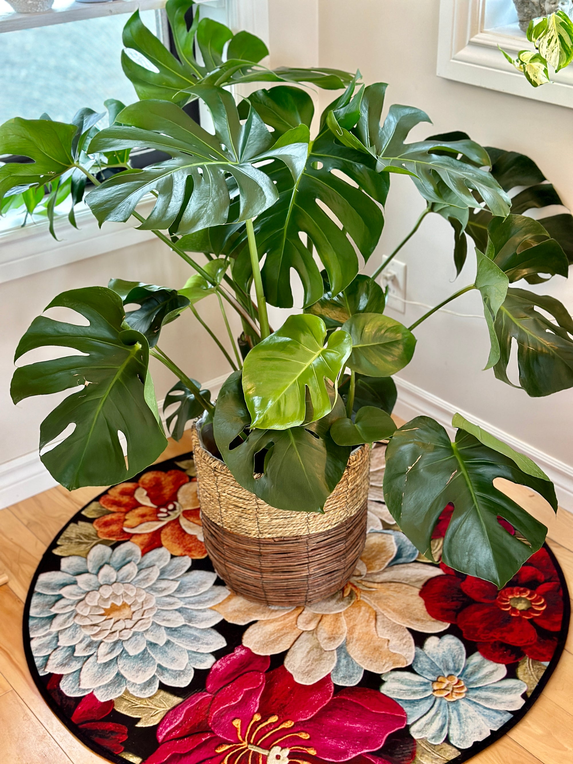 Monstera Deliciosa