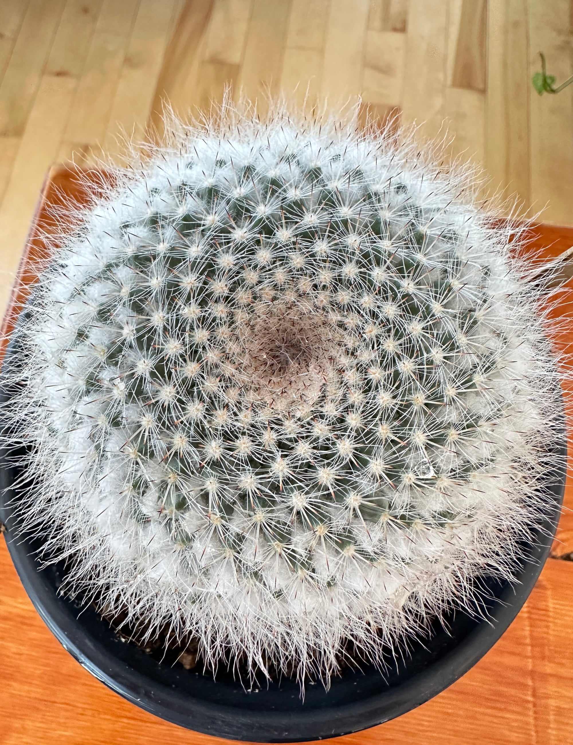 Mammillaria hahniana