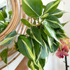 Philodendron hederaceum 'Rio'