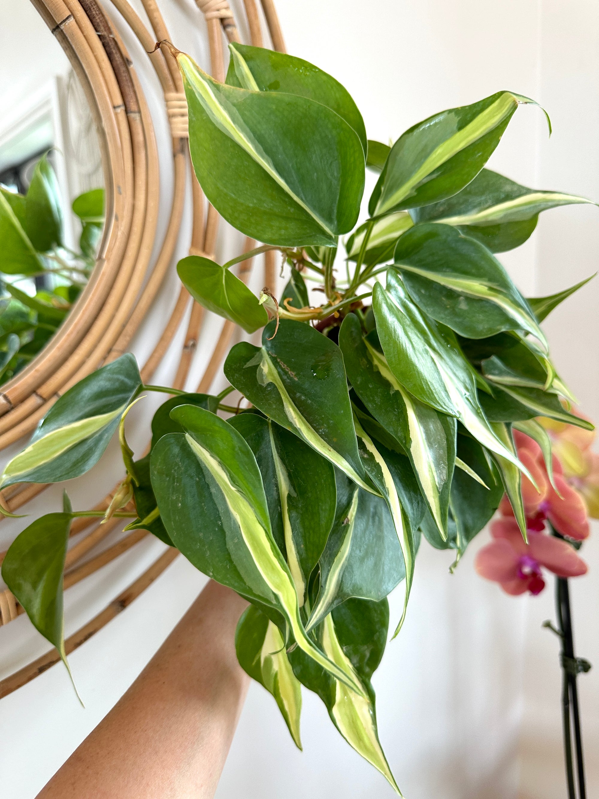 Philodendron hederaceum 'Rio'