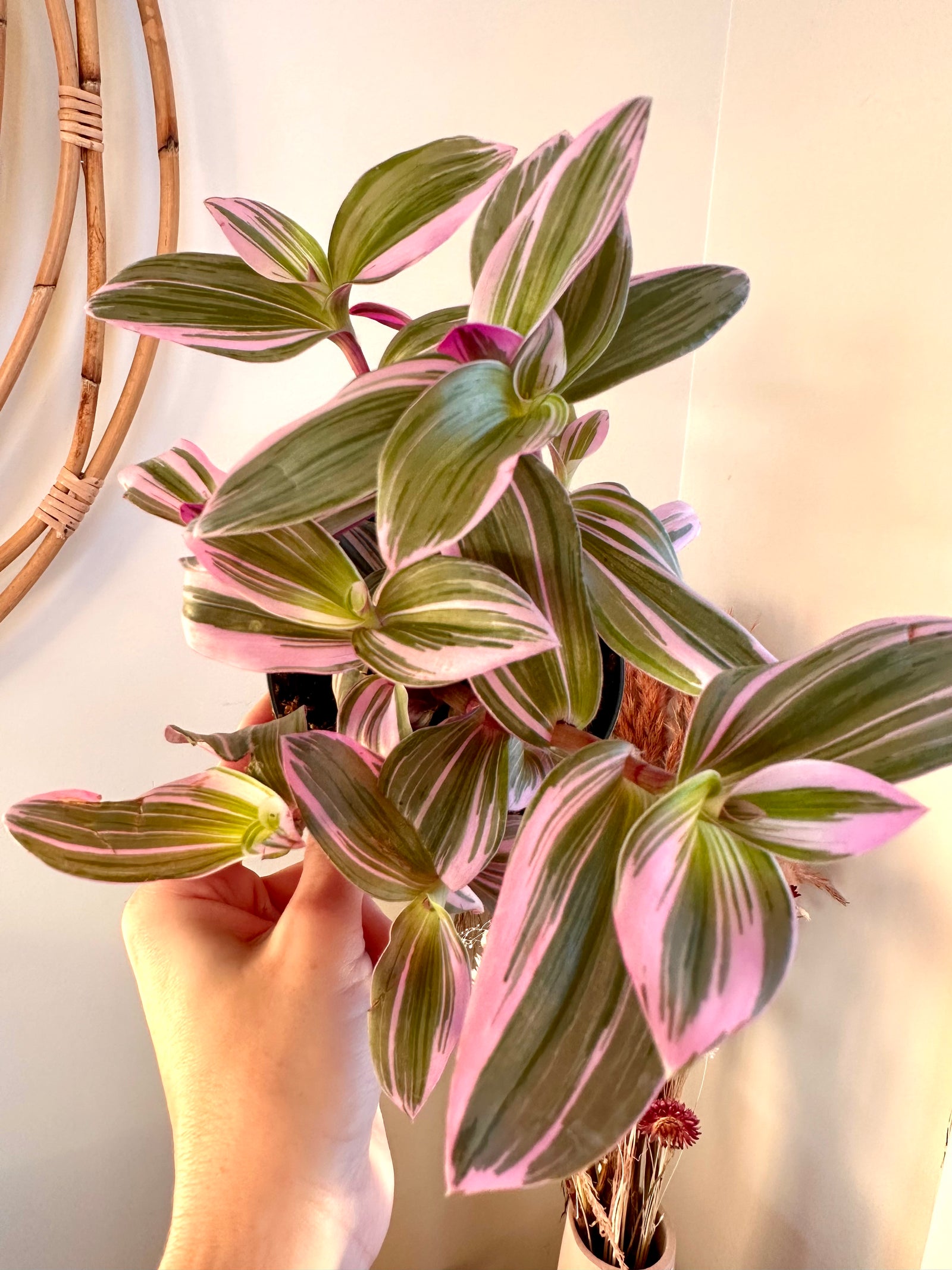 Tradescantia blossfeldiana 'Nanouk'