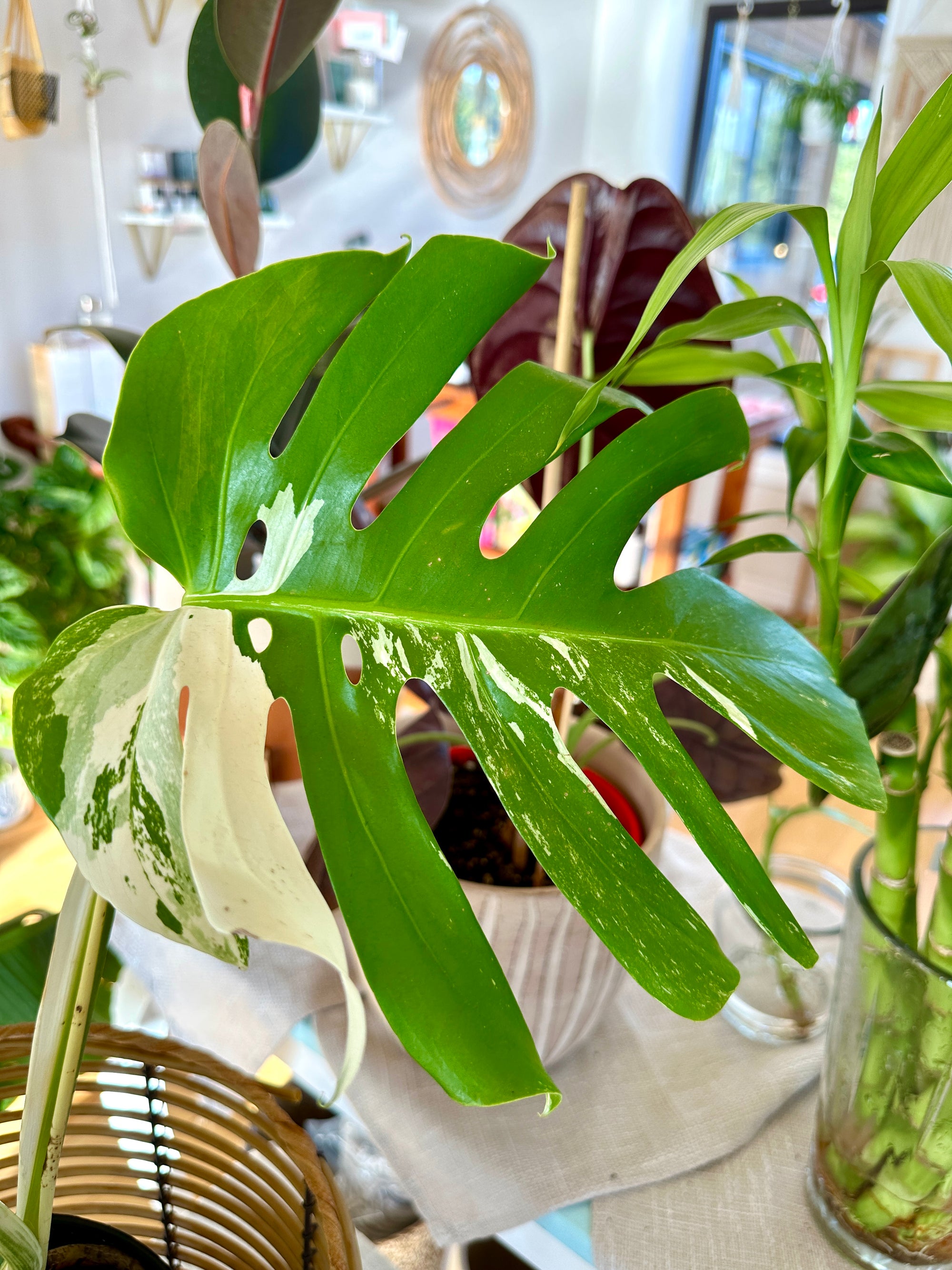 Monstera Albo