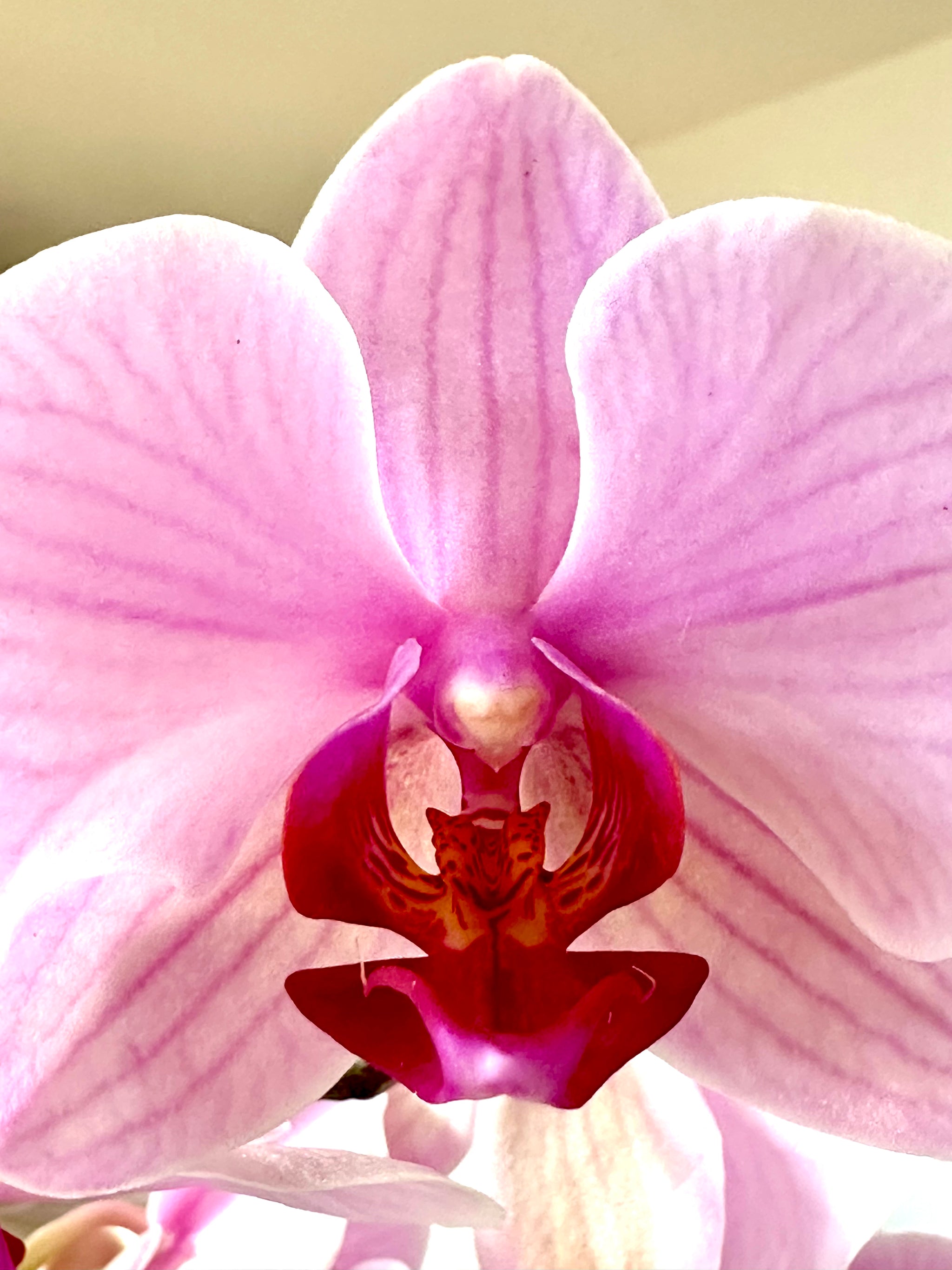 Phalaenopsis/Orchid/Orchid 5"