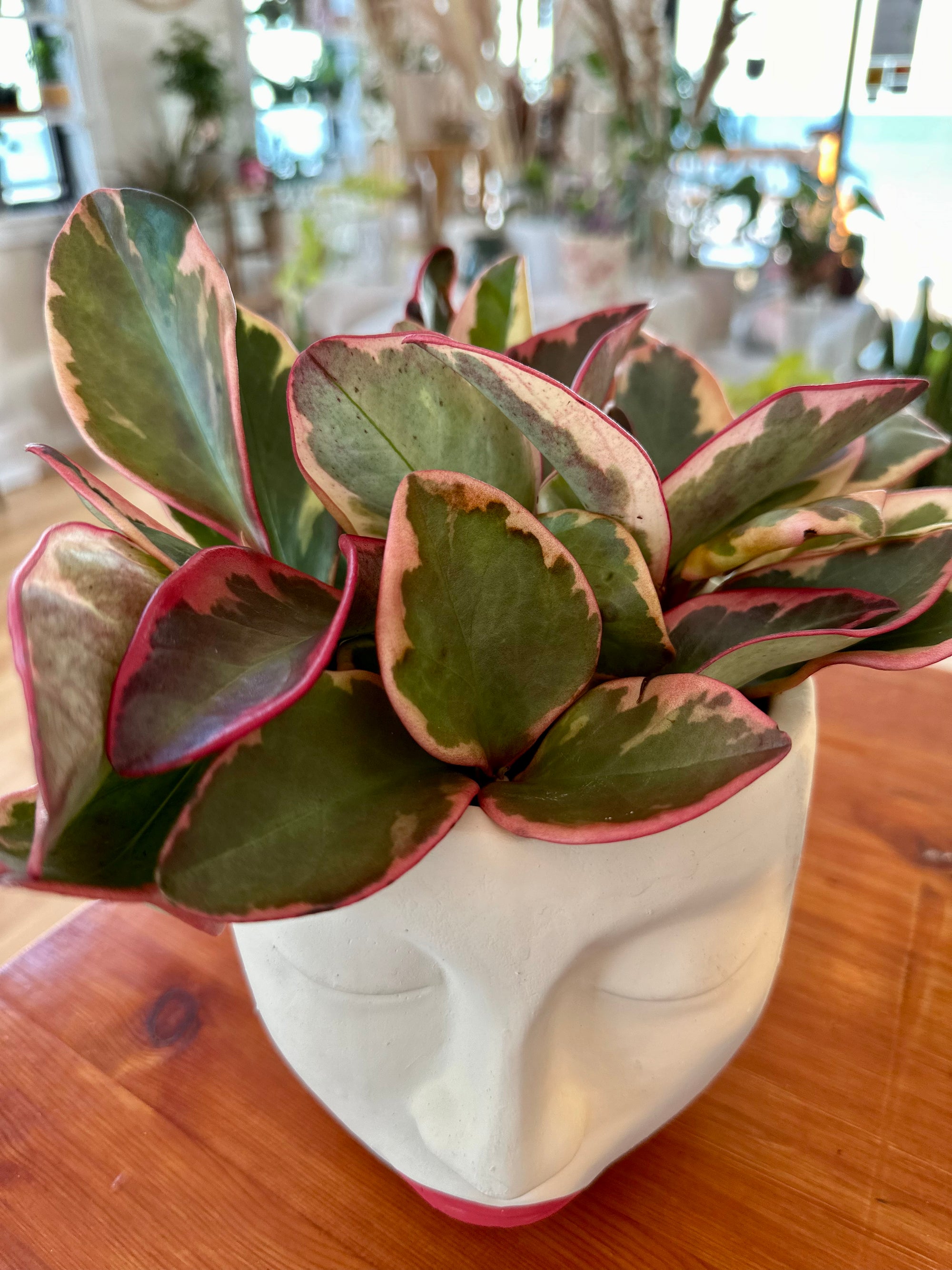 Peperomia clusiifolia 'Ginny'