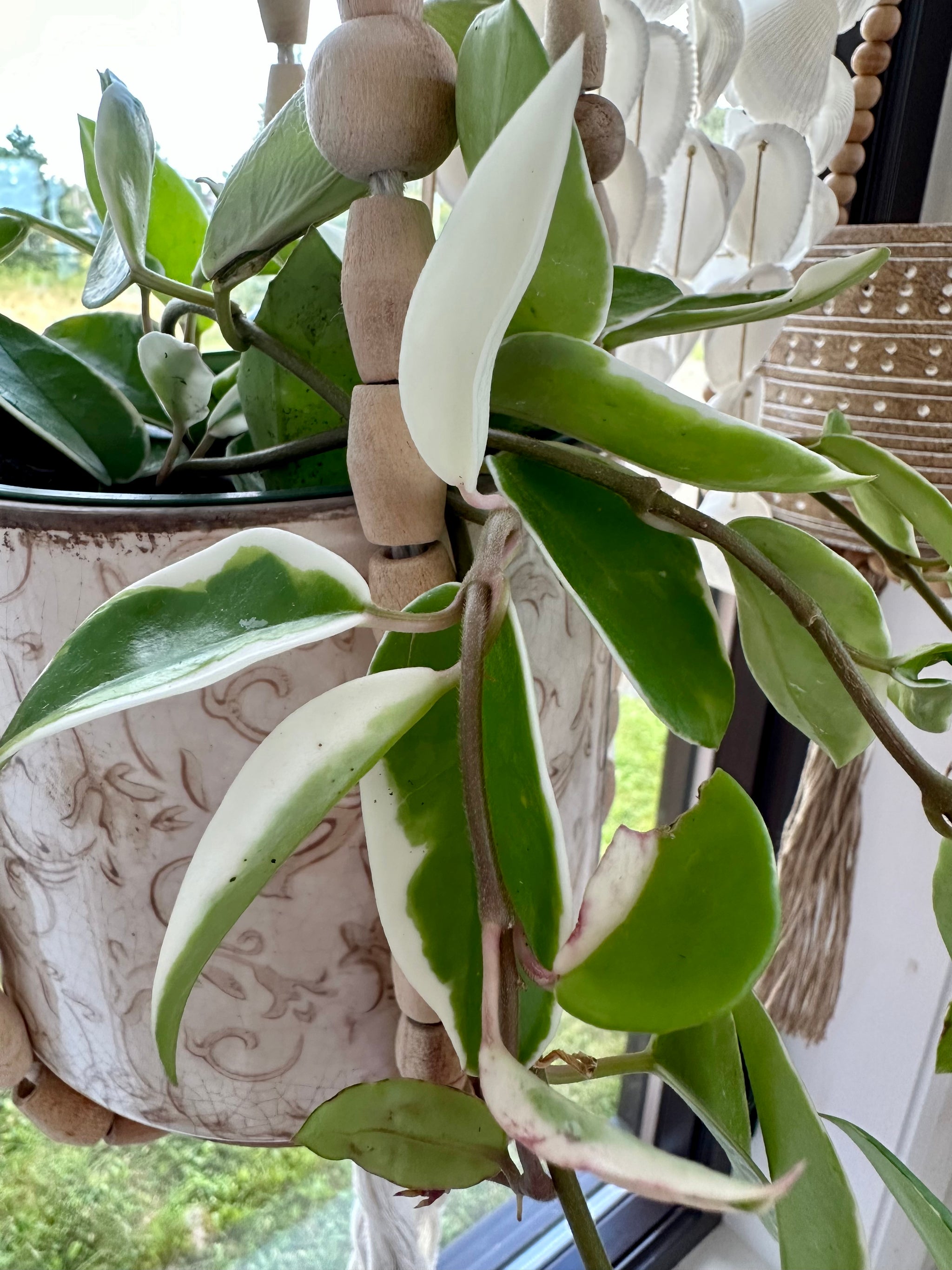 Hoya Carnosa 'Krimson Queen'