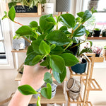 Peperomia scandens