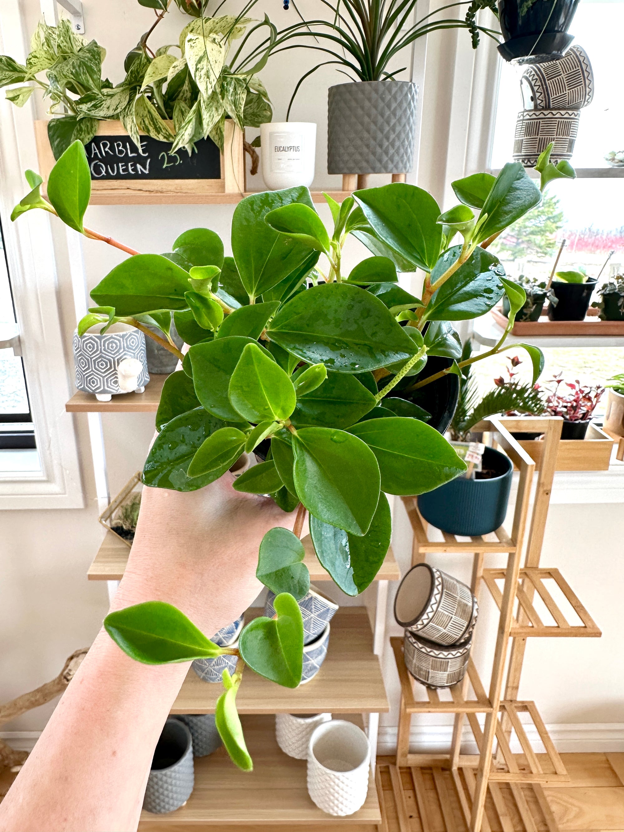 Peperomia scadens “Cupid” 4”