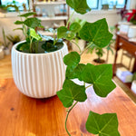 Hedera Helix (Lierre)