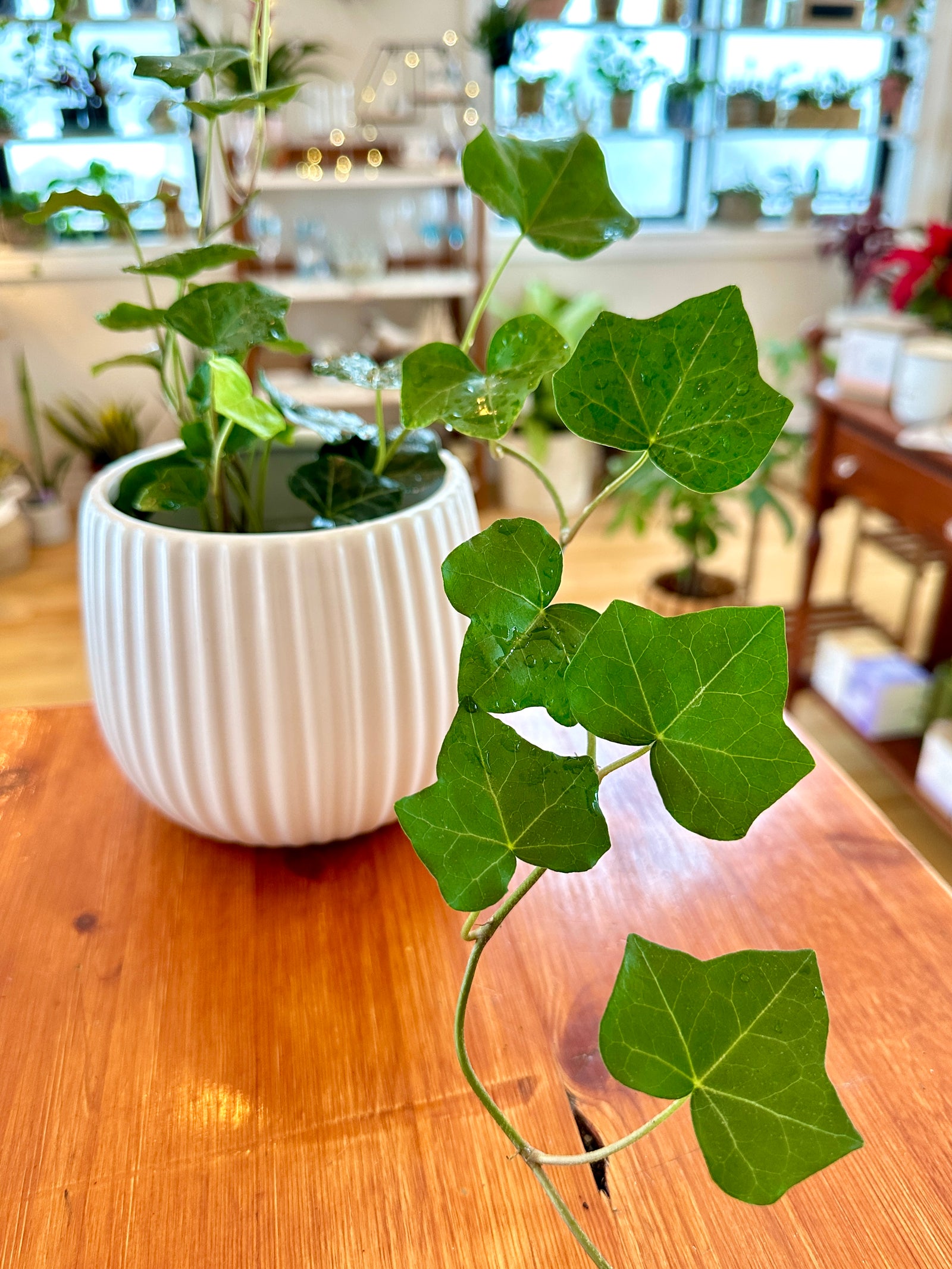 Hedera Helix (Ivy)