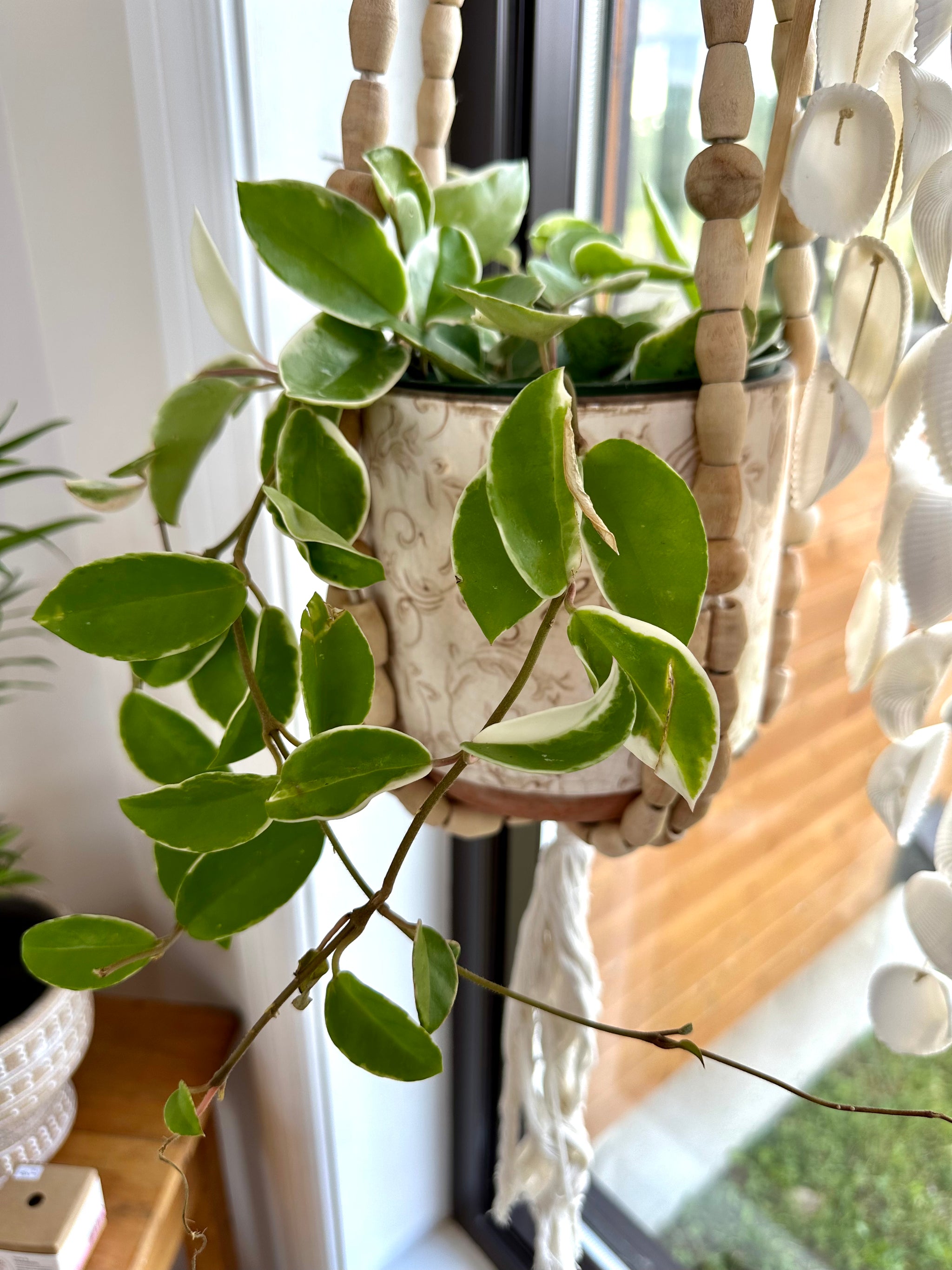 Hoya Carnosa 'Krimson Queen'