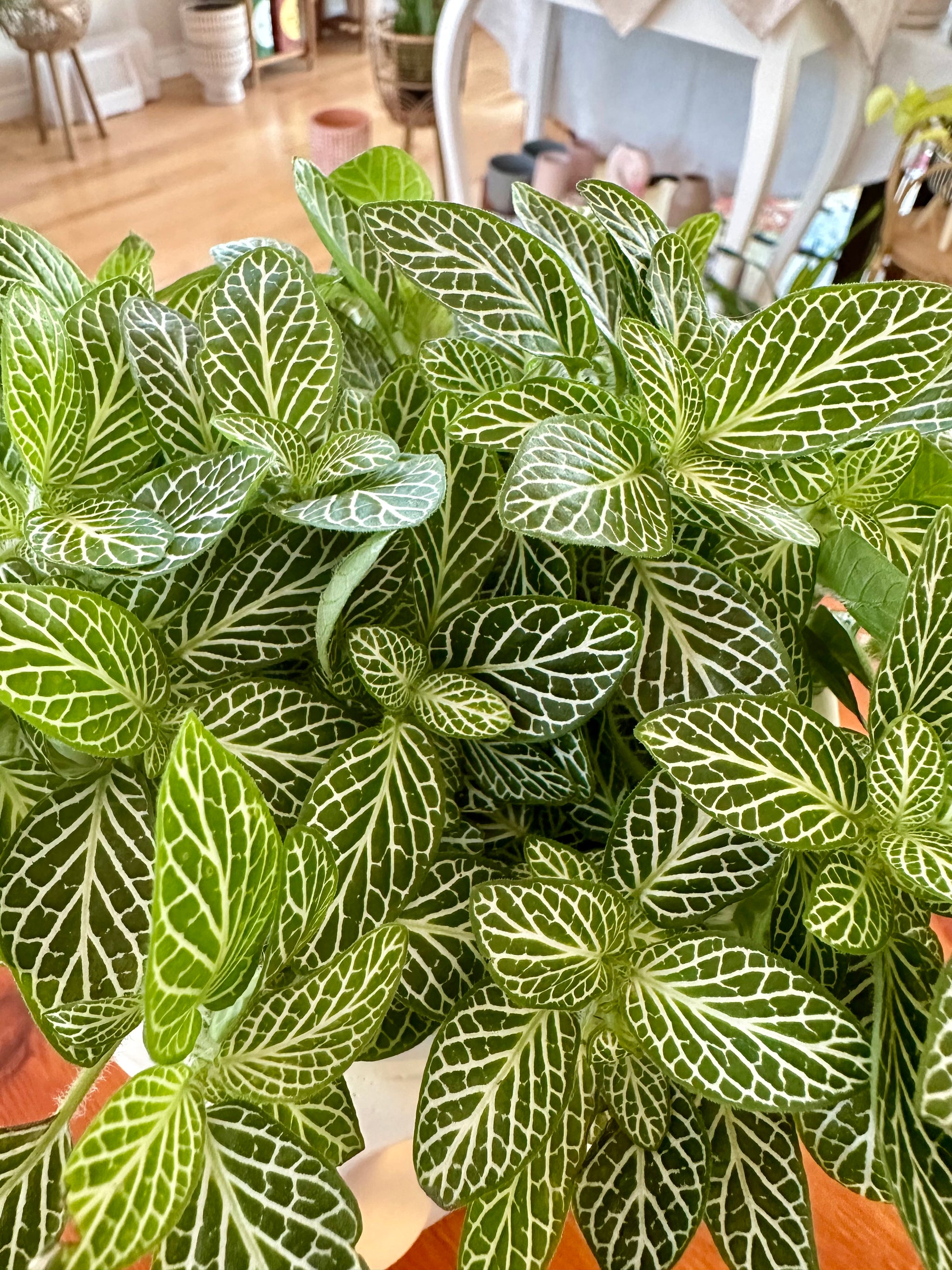 Fittonia Argyroneura