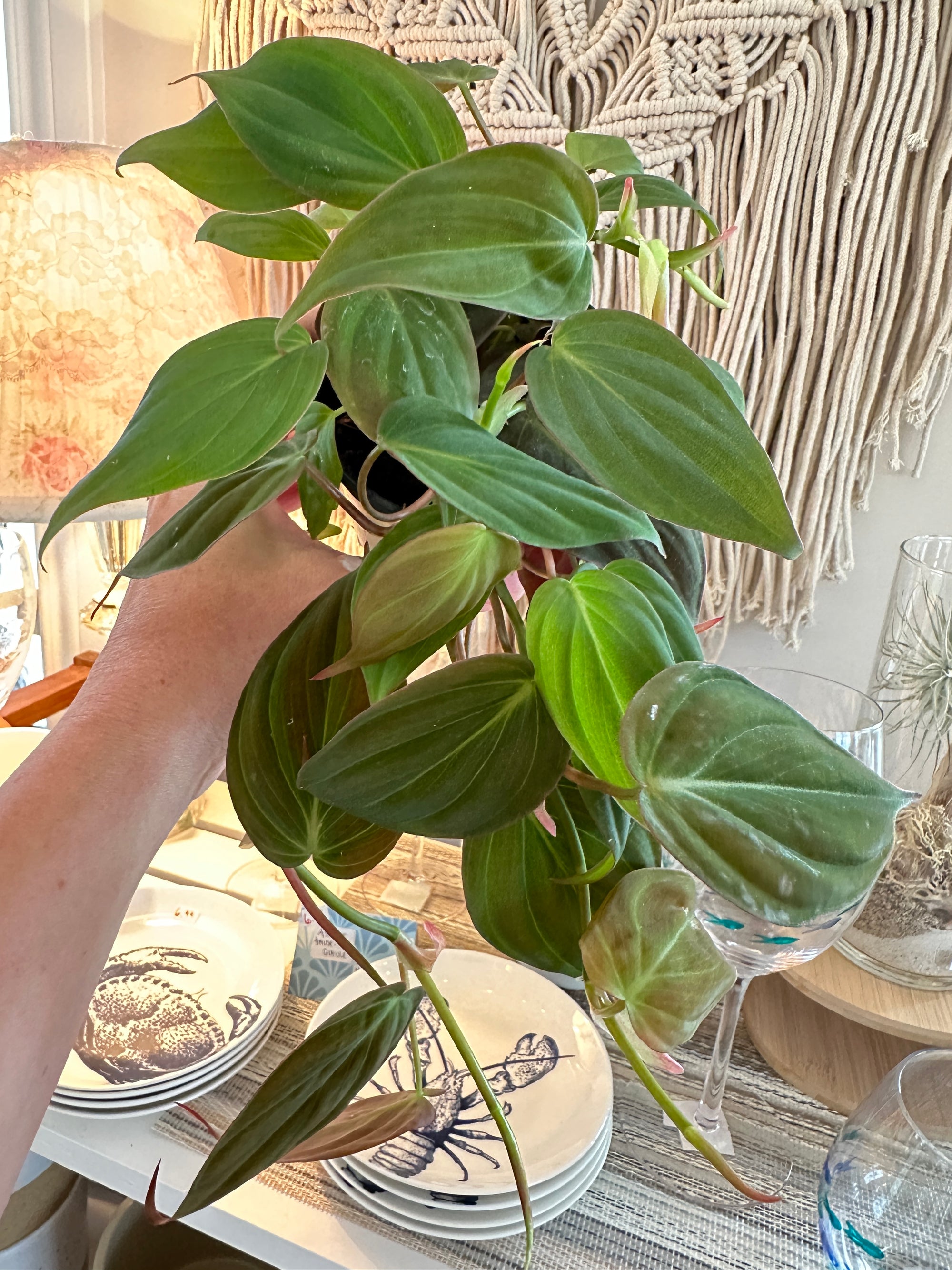 Philodendron Micans