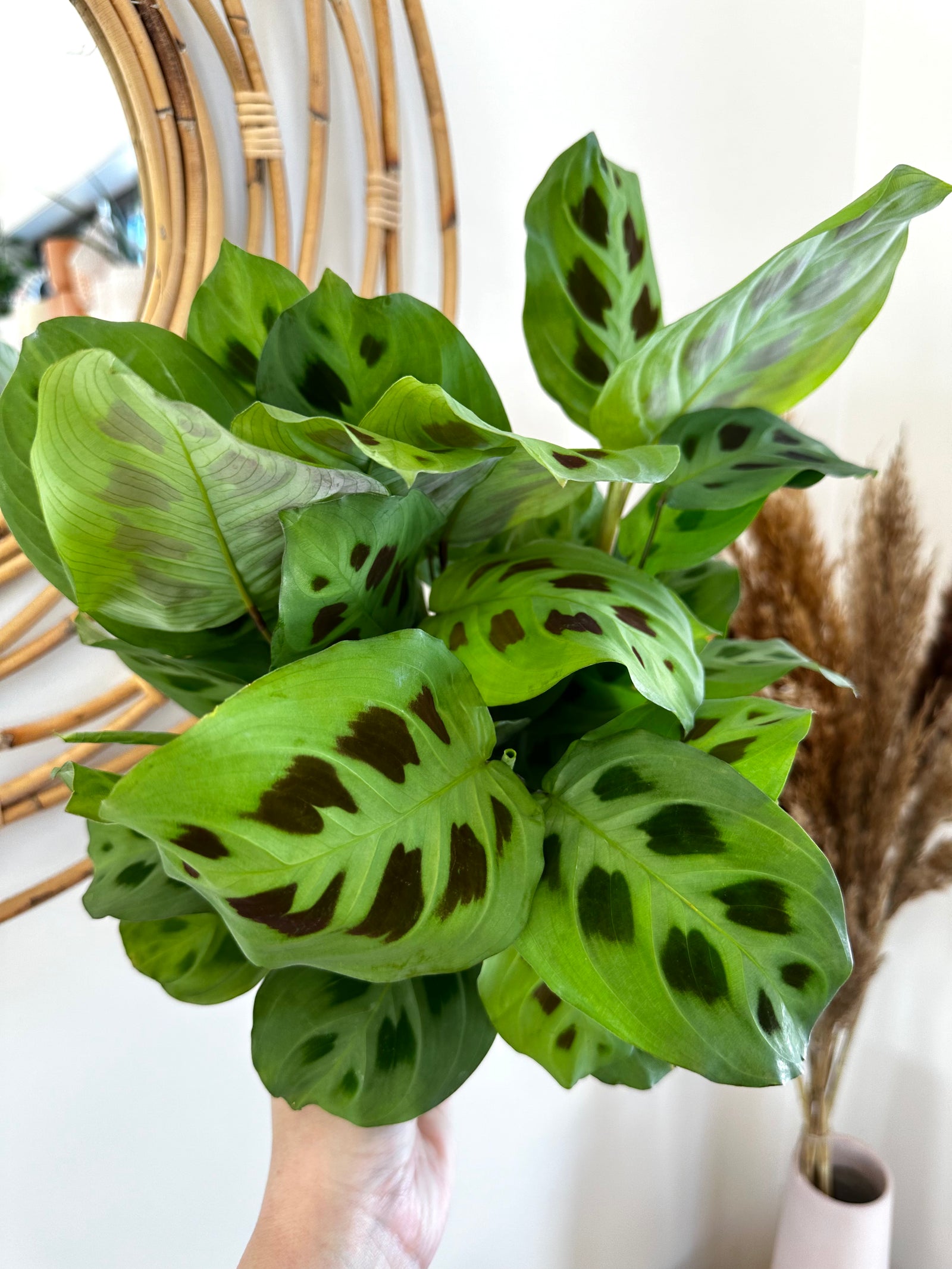 Maranta leuconeure 'kerchoveana' "Prayer plant"