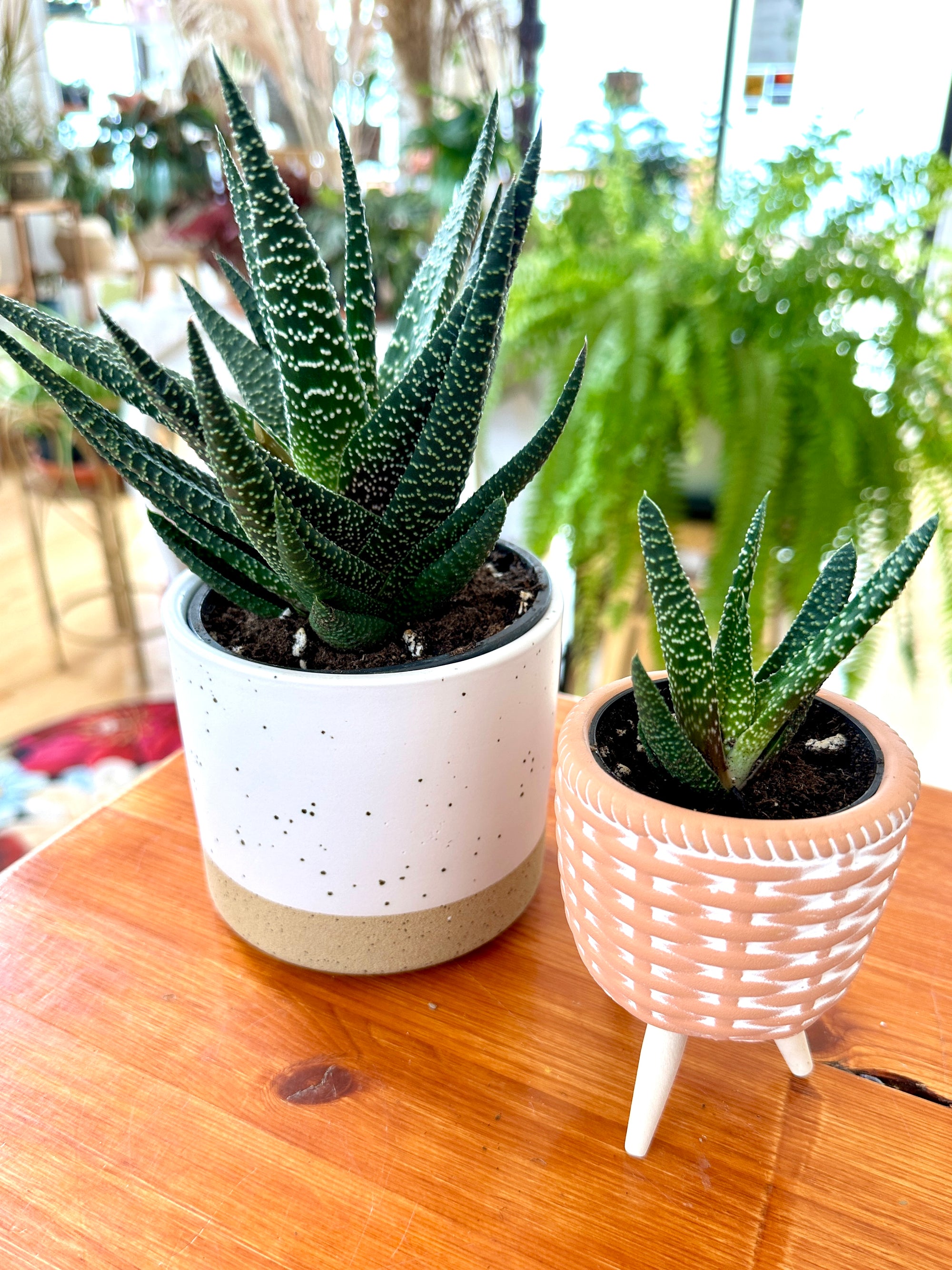 Haworthia fasciata